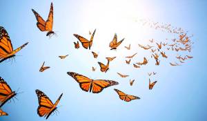 butterflies_1200px